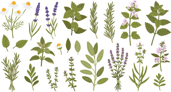 Hand drawn vector set of fresh garden herbs and spices including lavender rosemary mint thyme and chamomile flowers for culinary and wellness design.
