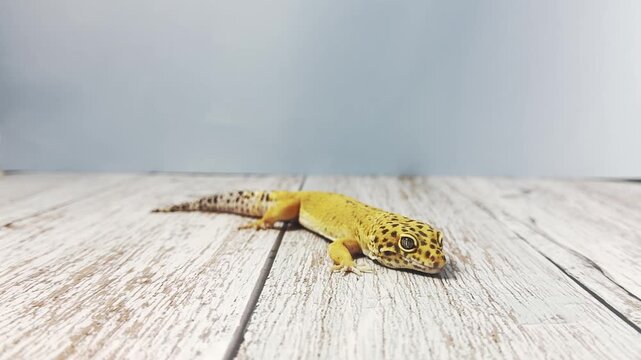 Close-up of a cute leopard gecko crawling slowly on wooden surface, spotted pattern, textured skin, detailed scales and claws, pet reptile in studio setting