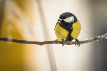 Obraz premium Great tit (Parus major) 