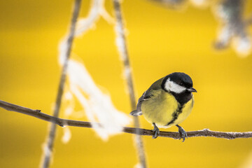 Obraz premium Great tit (Parus major) 