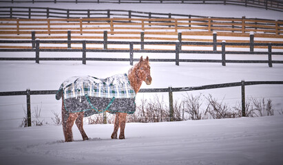 Horse wearing a winter blanket standing in a snowy field during a heavy winter blizzard.