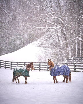 Two horses wearing a winter blanket standing in a snowstorm along a fence.