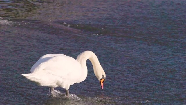 Swan in Hambleden Weir, River Thames in Henley-on-Thames, South England