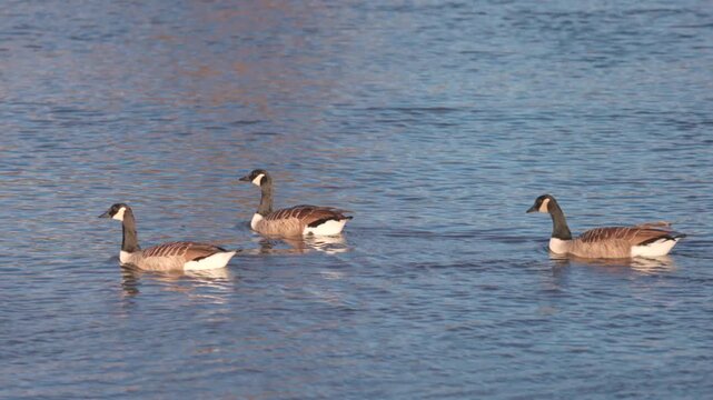 Ducks in Hambleden Weir, River Thames in Henley-on-Thames, South England