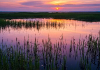 Peaceful scene of a sprawling wetland area filled with tall green reeds and standing still water reflecting the sky, vegetation, scenic, undisturbed