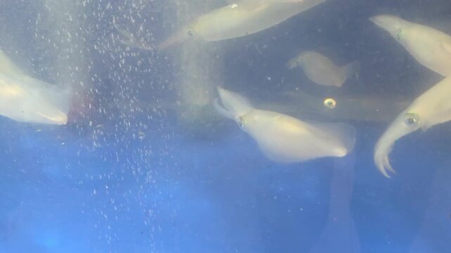 Several live squid swimming in a display water tank.