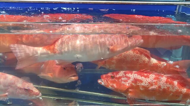 Several vibrant Red Leopard Coral Groupers swimming in a crowded commercial seafood tank.