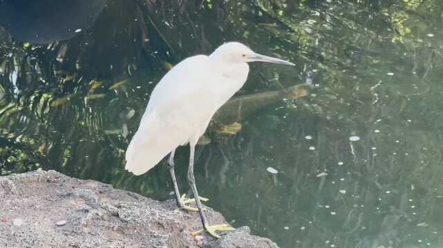 Seidenreiher an einem Teich