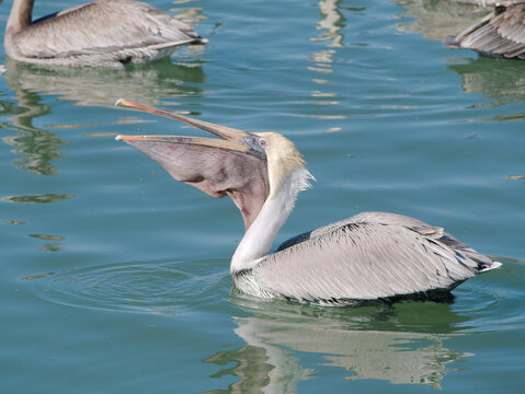 Graceful Pelican With Open Beak gullet gular pouch, Gliding on Calm Blue Water Under Bright Sunlight. Turquoise water with its expansive beak open, reflecting light. The scene captures wildlife in a s
