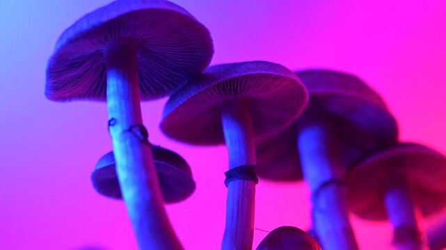 Psychedelic Magic Mushrooms Golden Teacher, Macro Fungi in Pink and Blue Light