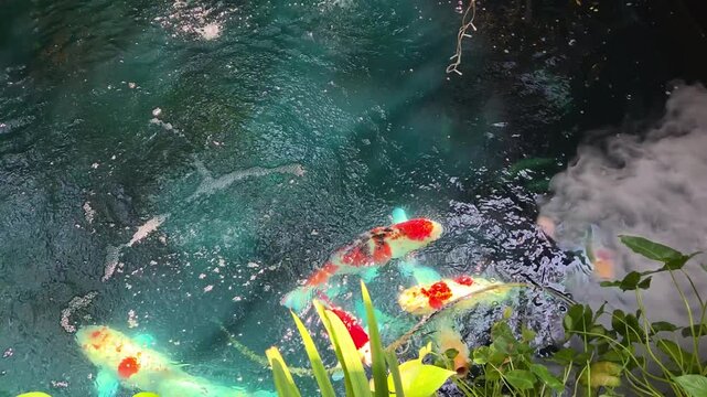 Vibrant koi fish swimming in a clear, deep blue pond, featuring dynamic motion and a serene mood with gentle white vapor.