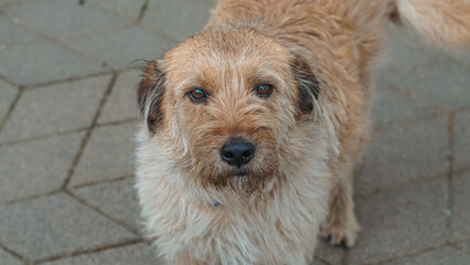 Brown mixed-breed dog with shaggy fur standing on patterned pavement