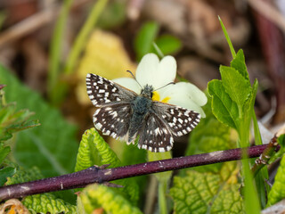 Grizzled Skipper Butterfly Resting, Wings Open