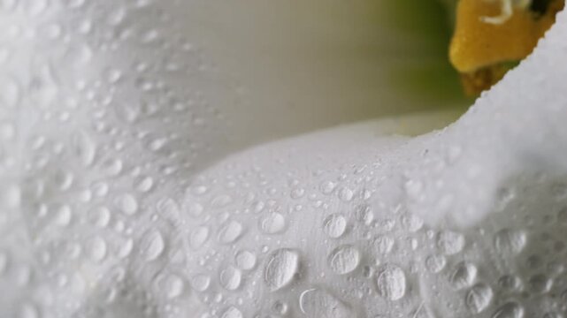 Vertical video. Flower water. Blossom texture. Defocused white color nature plant eustoma yellow drop on tropical abstract background.