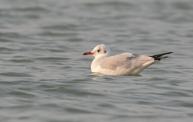 Fototapeta premium Seagull bird floating in the sea