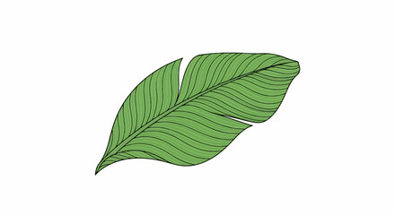 Obraz premium A detailed illustration of a single green leaf with prominent parallel lines and a serrated edge