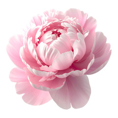 A beautiful pink peony flower with delicate petals is isolated on a white background, captured in a macro bloom that blends the elegance of a spring peony with the pure essence of nature
