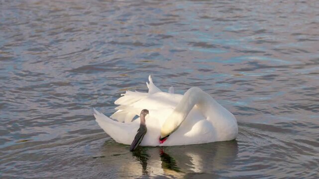 Swan in Hambleden Weir, River Thames in Henley-on-Thames, South England