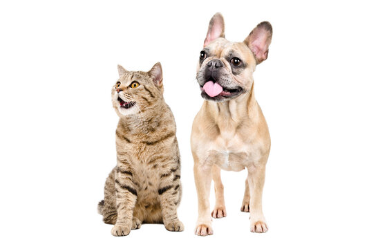 Curious French bulldog and Scottish Straight cat together, isolated on white background