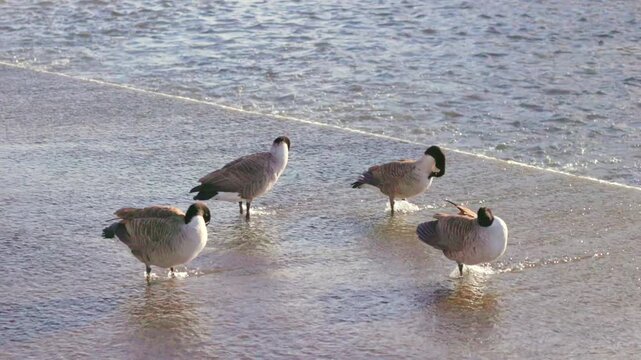 Ducks in Hambleden Weir, River Thames in Henley-on-Thames, South England