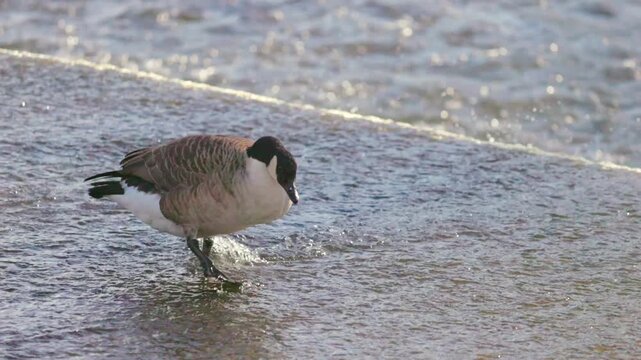 Ducks in Hambleden Weir, River Thames in Henley-on-Thames, South England