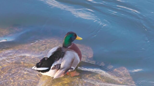 Ducks in Hambleden Weir, River Thames in Henley-on-Thames, South England