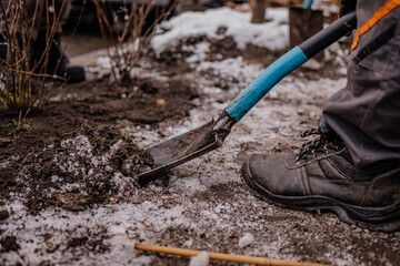 Sadzenie drzewek zimą © rozentuzjazmowany