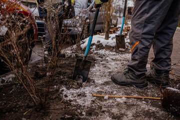 Sadzenie drzewek zimą © rozentuzjazmowany