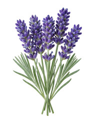 Fototapeta premium Fresh Purple Lavender Bouquet Isolated Against a Dark Void