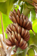 Red banana