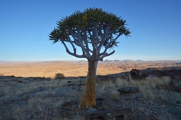 Fototapeta premium Köcherbaum (Aloe dichotoma) im Naukluft in Namibia