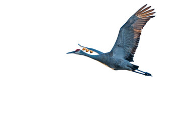 Obraz premium Sandhill Crane in flight on transparent background, sky background removed