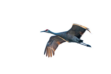 Fototapeta premium Sandhill Crane in flight on transparent background, sky background removed
