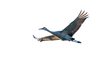 Fototapeta premium Sandhill Crane in flight on transparent background, sky background removed