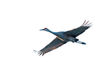 Fototapeta premium Sandhill Crane in flight on transparent background, sky background removed