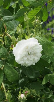 Damask rose 'Mme Hardy' (Rosa &times; damascena 'Alba') offering one of the most beautiful white roses, large and flattened in a cup shape with a small green center at the heart of the pure white corolla