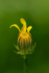 Brodawnik jesienny - Scorzoneroides autumnalis (L.) © tom