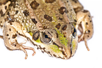 Obraz premium Captivating Close-up of Iberian Green Frog (Rana perezi) from Spain