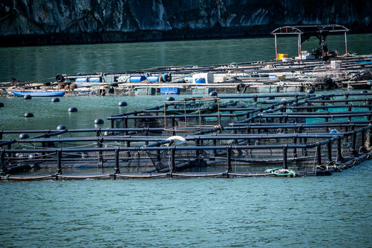Vietnam, Cat Ba, Halong, Asien, Reisen, Travel, Wasser, Felsen, Boote