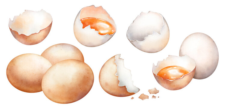 Watercolor hand drawn eggs and eggshells isolated on white background. Realistic illustration of brown and white raw chicken eggs, shell cracked in half, egg yolk