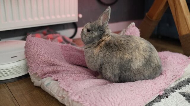 Naughty rabbit playing at home and started making a mess, chews blanket on floor. Funny bunny is sitting in the middle of chaos and gnaws the bedspread.