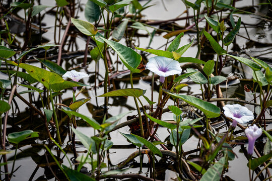 Vietnam, Cat Ba, Halong, Asien, Reisen, Travel, Wasser, Felsen, Boote