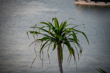 vietnam, vietnam travel, southeast asia, asia travel, ha long bay, halong bay vietnam, limestone karst, cat ba island, tropical landscape, ninh binh, tam coc, rice fields vietnam, river landscape, une