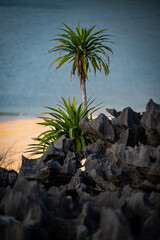 Vietnam Cat Ba, Halong, Asien