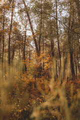 Obraz premium Autumn pine forest with soft focus foreground foliage
