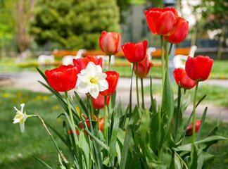 Obraz premium Red tulips with white daffodils blooming in a sunny spring park. Seasonal floral scene with soft background
