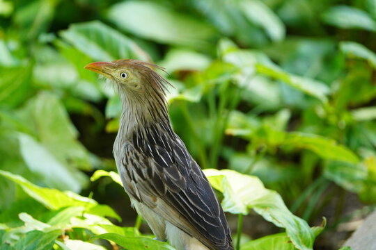 Guira cuckoo, (Guira guira) familia Cuculidae. Fortaleza &ndash; Cear&aacute;, Brazil.