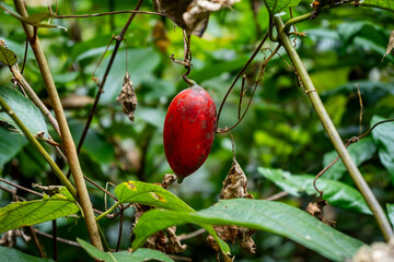vietnam, vietnam travel, southeast asia, asia travel, ha long bay, halong bay vietnam, limestone karst, cat ba island, tropical landscape, ninh binh, tam coc, rice fields vietnam, river landscape, une