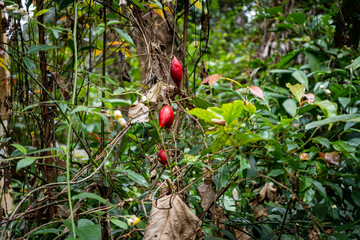 Vietnam Cat Ba, Halong, Asien