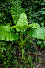 vietnam, vietnam travel, southeast asia, asia travel, ha long bay, halong bay vietnam, limestone karst, cat ba island, tropical landscape, ninh binh, tam coc, rice fields vietnam, river landscape, une